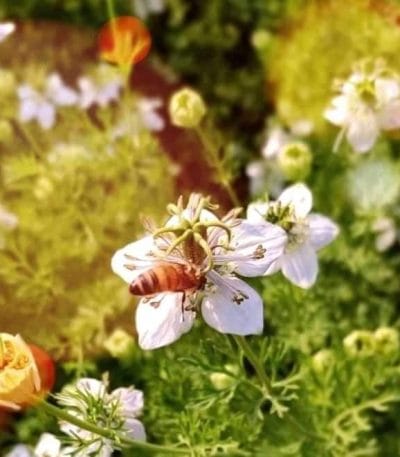 সুন্দরবনের খাঁটি খলিশা ফুলের মধু